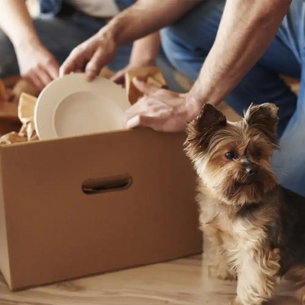 How to Move With Pets